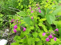 Scutellaria seleriana