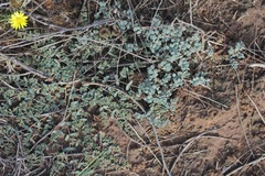 Euphorbia glyptosperma