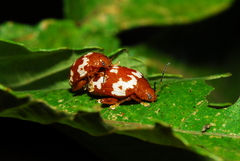 Asiophrida spectabilis