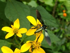 Macrocneme chrysitis