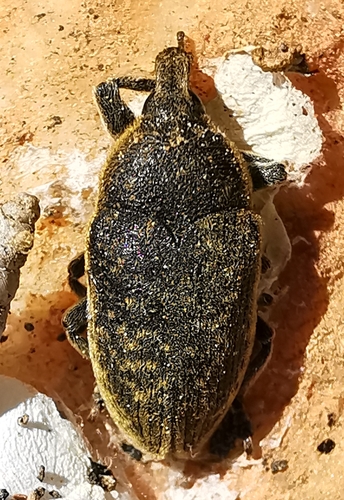 Representative image of Larinus scolymi