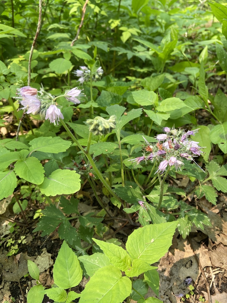 Wisconsin Waterleaf Virginia waterleaf from Lake Mendota Dr, Shorewood Hills, WI, US on May ...