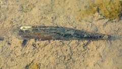 Lanceolaria acrorrhyncha