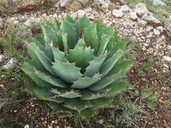 Agave nuusaviorum