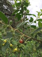 Capsicum rhomboideum