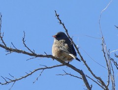 Junco hyemalis mearnsi