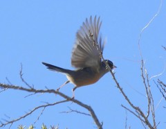 Junco hyemalis mearnsi