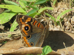 Junonia genoveva hilaris