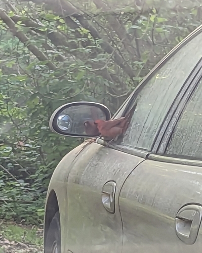 Northern Cardinal photographed in Alabama