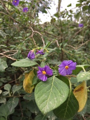 Lycianthes