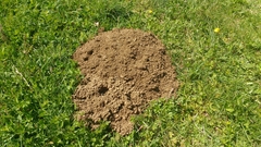 Aquitanian Mole photo 3