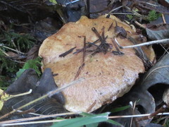 Xerocomus ferrugineus