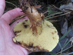 Xerocomus ferrugineus