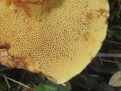 Xerocomus ferrugineus