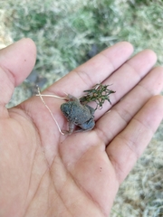 Rhinophrynus dorsalis