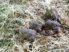 Rhinophrynus dorsalis