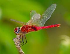 Urothemis signata insignata