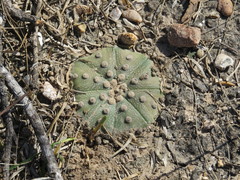 Astrophytum asterias