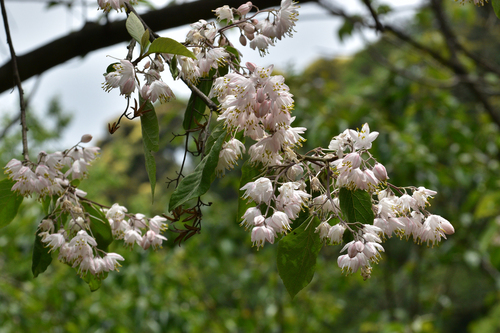 Alniphyllum fortunei observed 2023-05-02