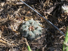 Astrophytum asterias