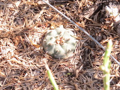 Astrophytum asterias