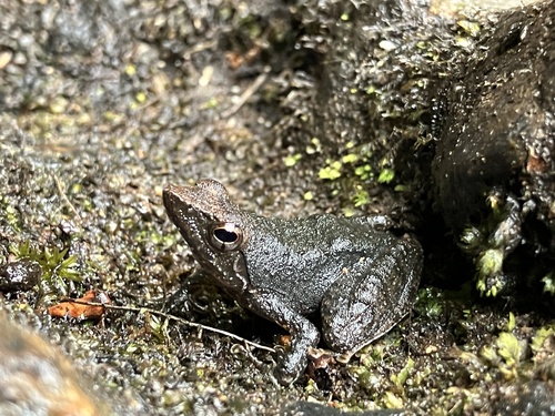 Kottigehar Bubble-nest Frog, Micrixalus kottigeharensis