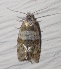 Aethes argentilimitana