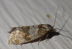 Aethes argentilimitana