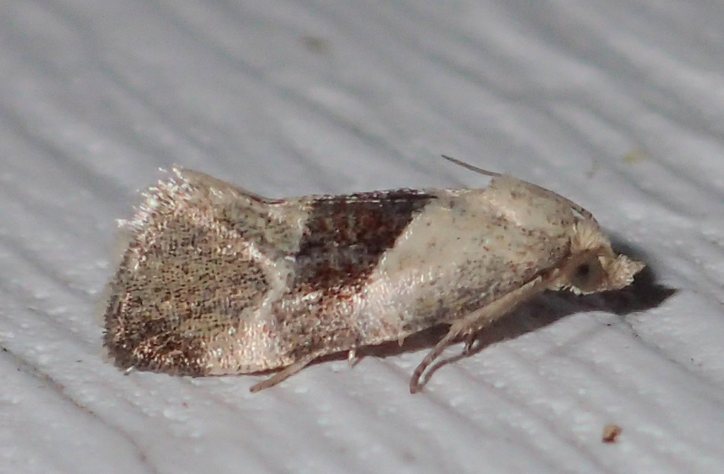 Phalonidia lepidana
