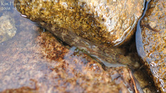 Rhinogobius brunneus