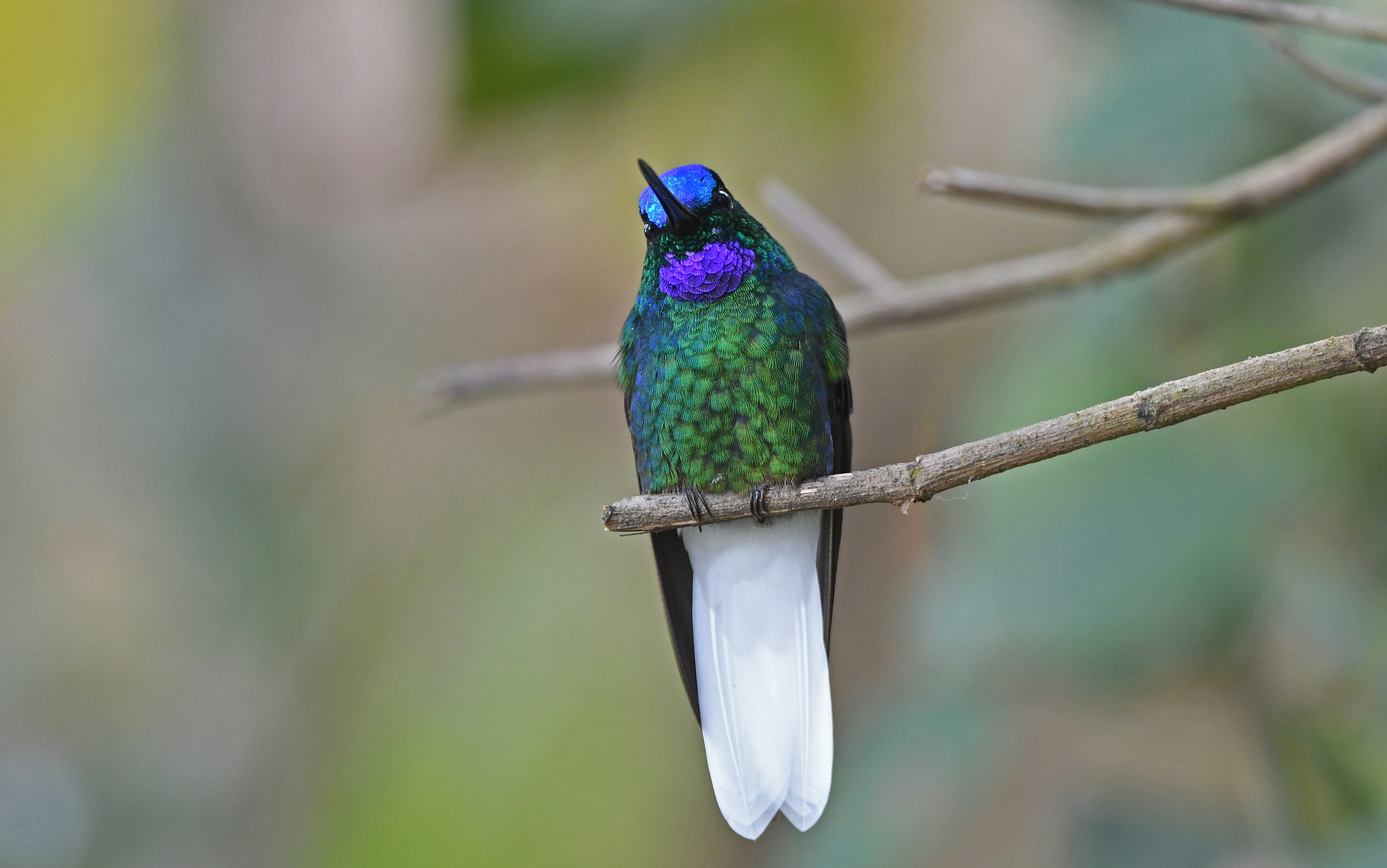 White-tailed Starfrontlet illustration