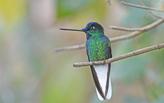White-Tailed Starfrontlet photo 3