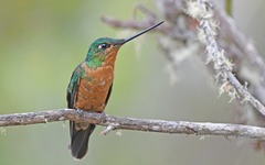 White-Tailed Starfrontlet photo 2