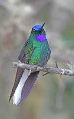 White-Tailed Starfrontlet photo 4
