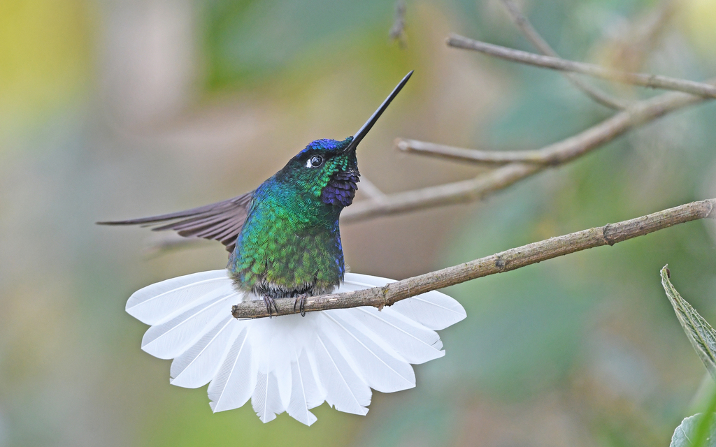 White-tailed Starfrontlet photo