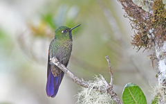 Tyrian Metaltail photo 3