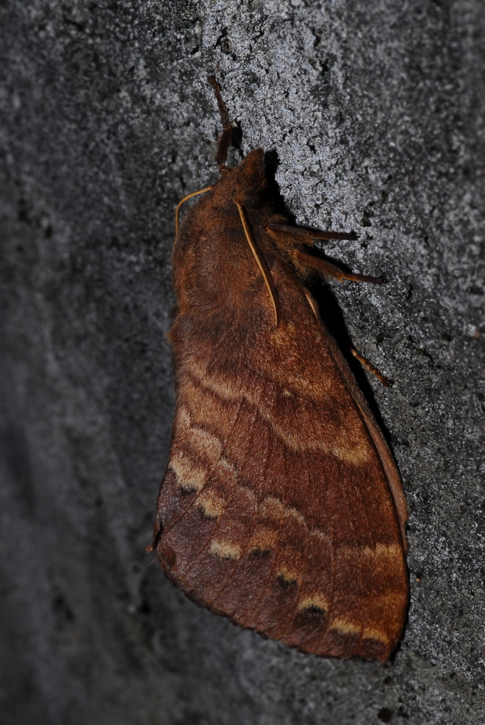 Dendrolimus arizana