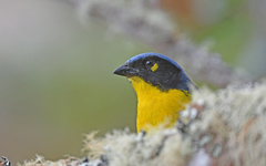 Santa Marta Mountain Tanager photo 3