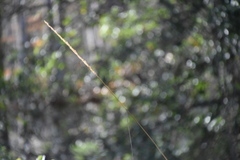 Sorghastrum secundum