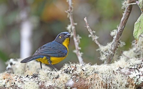 Black-cheeked Mountain-Tanager