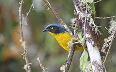 Santa Marta Mountain Tanager photo 2