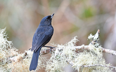 Black Flowerpiercer photo 3