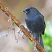 Black Flowerpiercer - Photo (c) Christoph Moning, some rights reserved (CC BY), uploaded by Christoph Moning