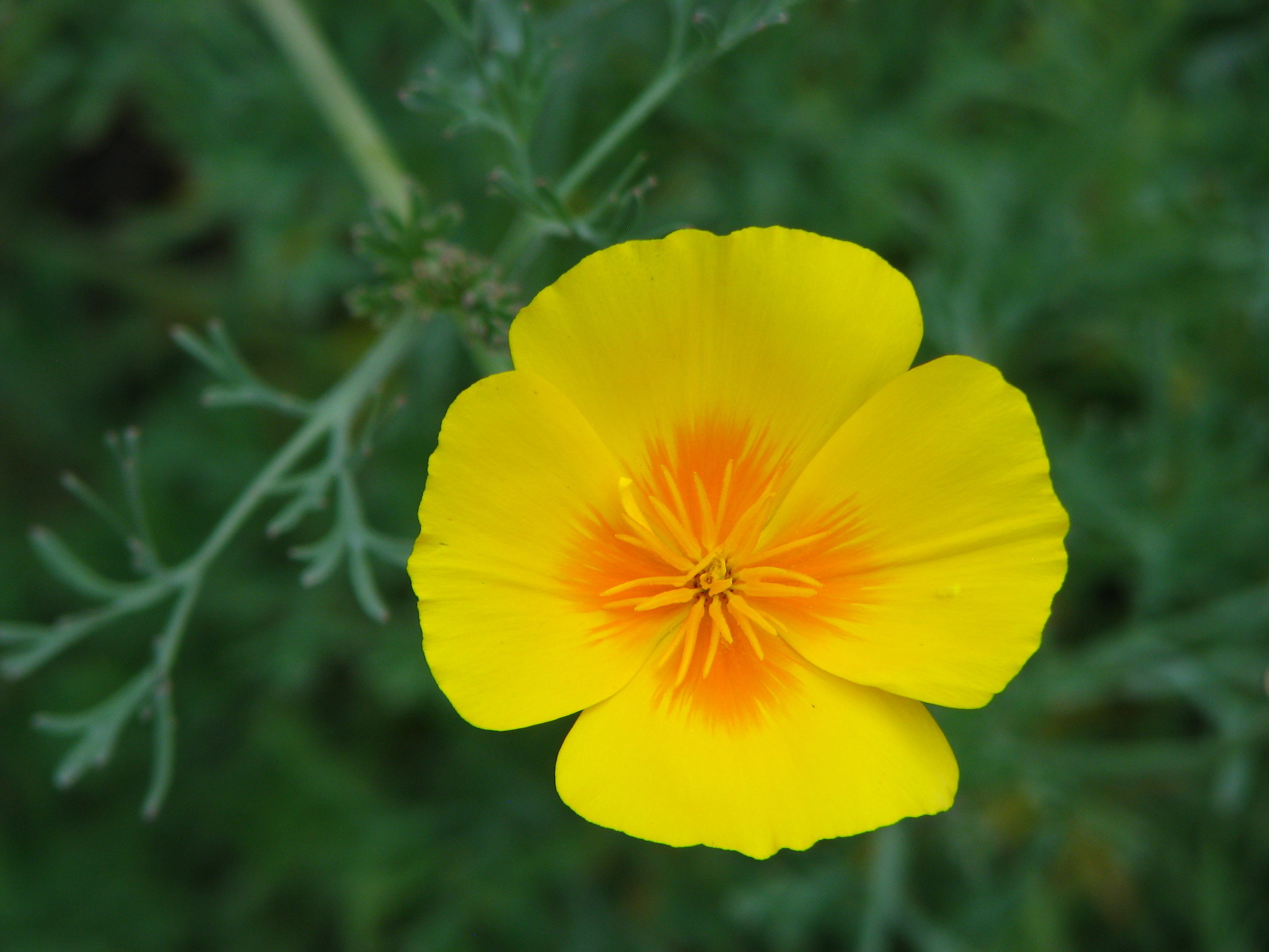Eschscholzia californica ssp. mexicana