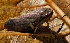 Ptyelus grossus