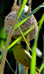 Ploceus subaureus subaureus