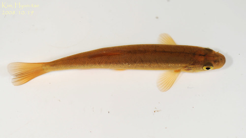 Japanese minnow (Phoxinus jouyi) — Cyprinidae