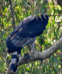 Thryonomys swinderianus