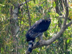 Thryonomys swinderianus