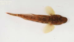 Rhinogobius brunneus